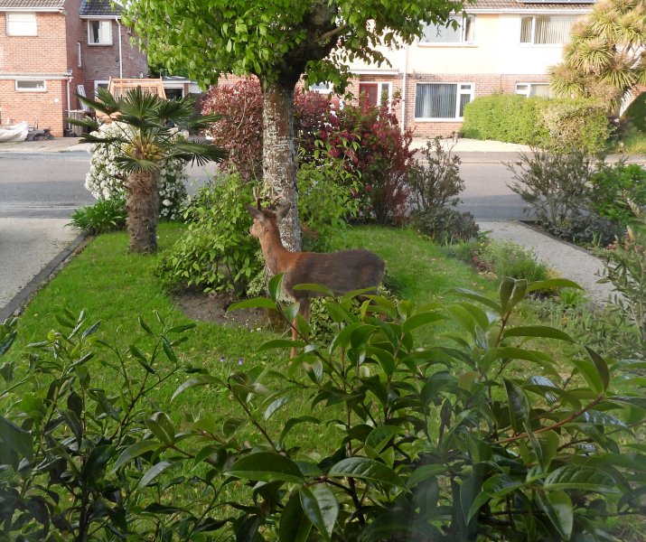 deer garden 2.JPG