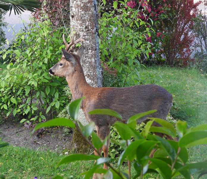 deer garden 3.JPG