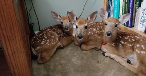 Deer Living Room.jpeg