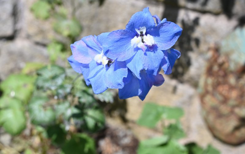 Delphinium.JPG