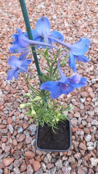 Delphinium-Pigmy.jpg