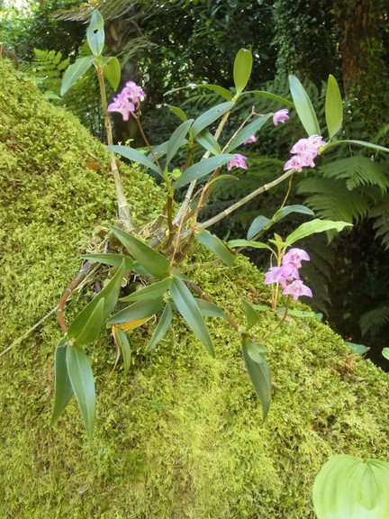 Dendrobium kingianum (Pink rock orchid)  01 - small.jpg