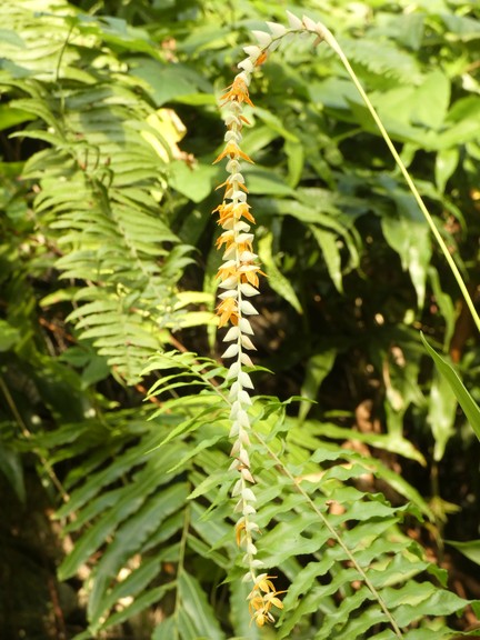 Dendrobium spp  04 - small.jpg