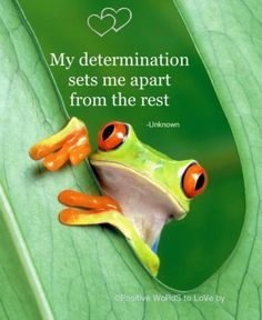 determined frog.jpg