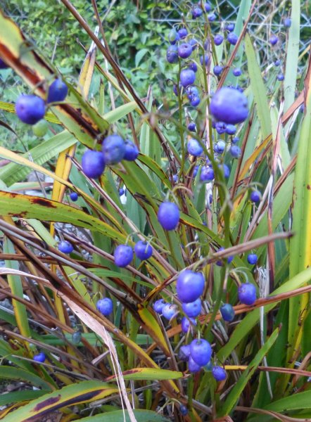 Dianella tasmanica 2.JPG