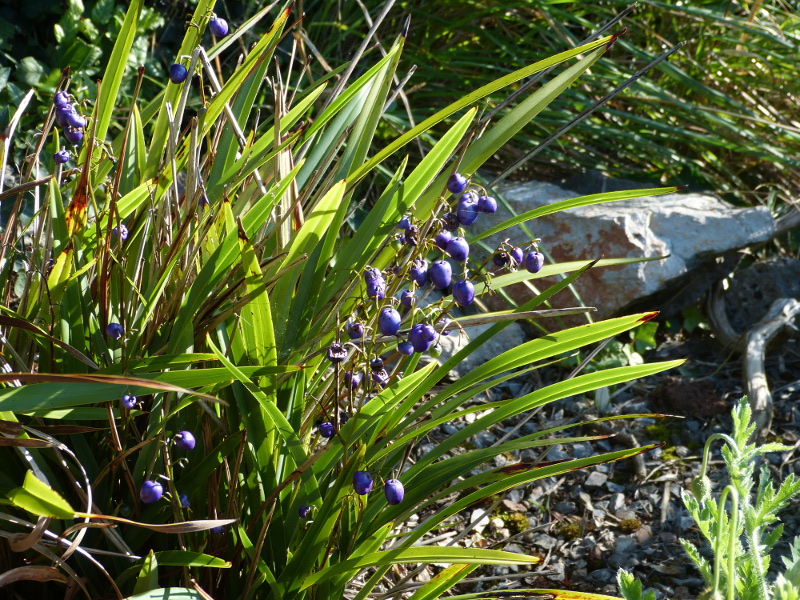 Dianella tasmanica 2017.JPG