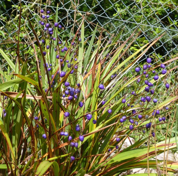 Dianella tasmanica.JPG