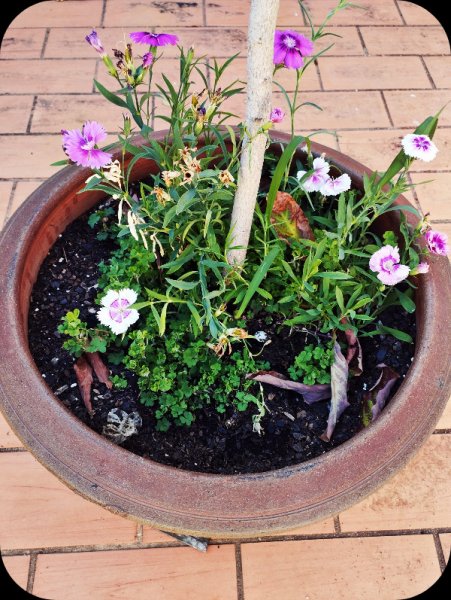 Dianthus 17 Aug 23.jpg