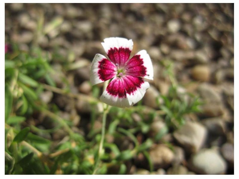 Dianthus artic fire.jpg