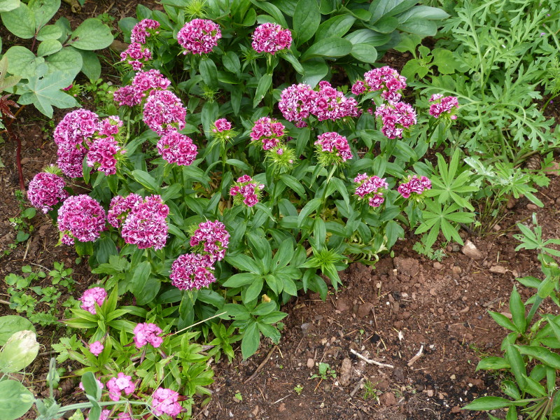 Dianthus barbatus.JPG