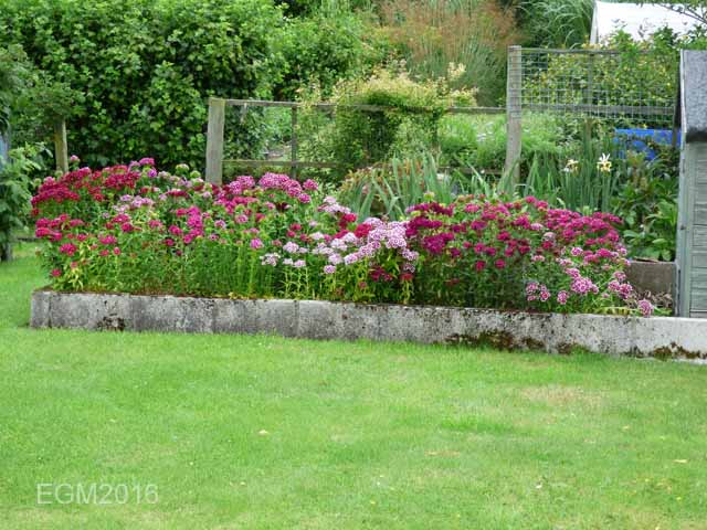 Dianthus barbatus.jpg