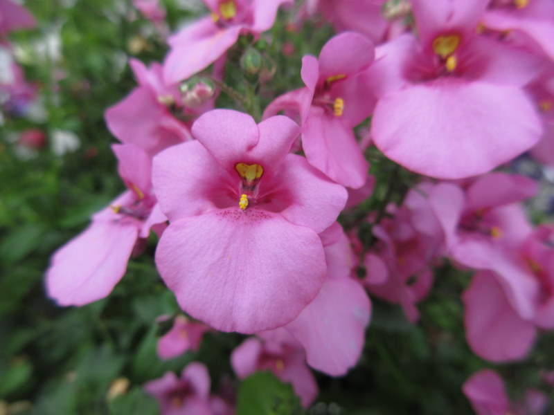 DIASCIA 04-07-2023 16-45-55.JPG