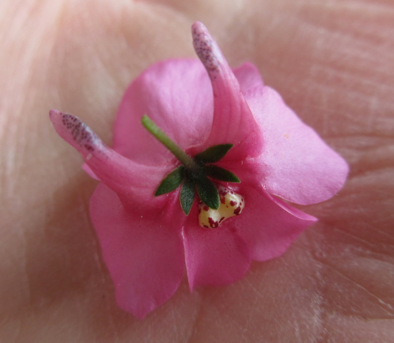 DIASCIA 04-07-2023 16-47-24.JPG