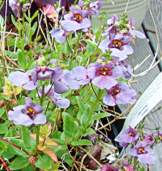 Diascia barbarae  'Piccadilly Demim Blue'.JPG