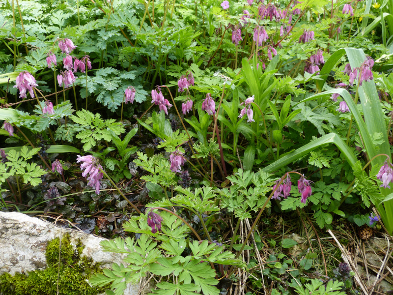 Dicentra exima.JPG