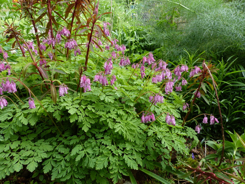 Dicentra exima.JPG