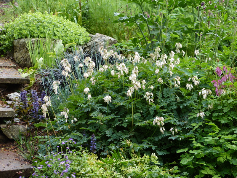 Dicentra exima.JPG