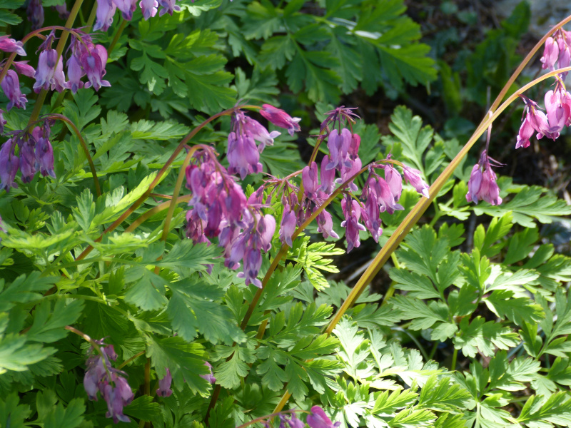 Dicentra exima oregana.JPG