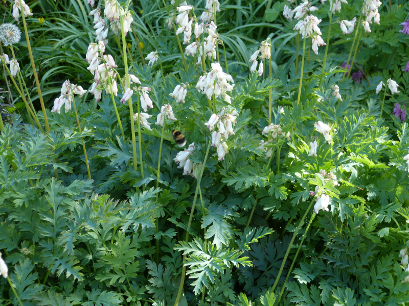 Dicentra formosa.JPG