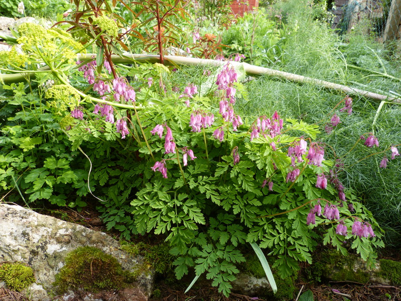 Dicentra formosa.jpg