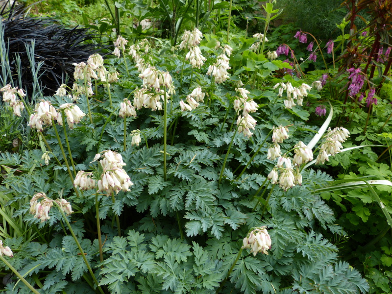 Dicentra formosa.JPG