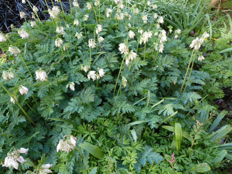 Dicentra formosa Langtrees.JPG