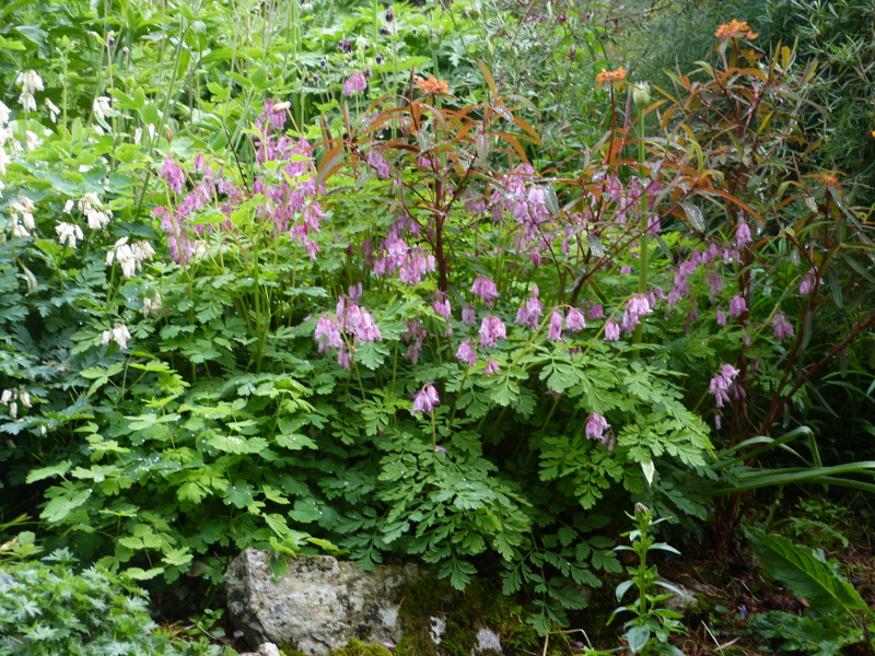 Dicentra formosa Langtrees.JPG