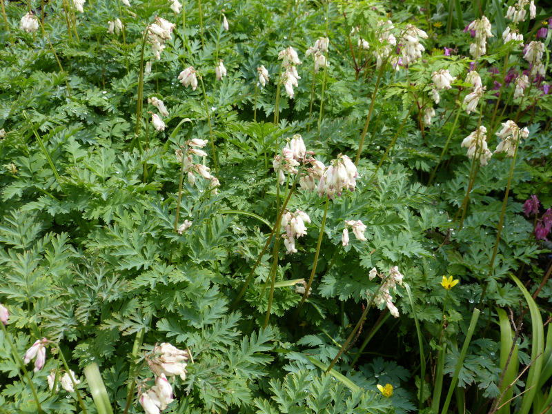 Dicentra formosa oregana Langtrees.JPG