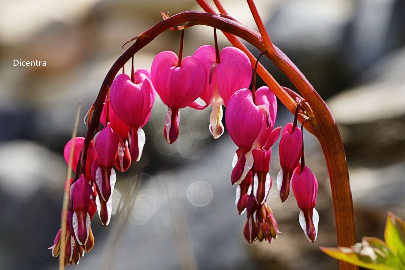 Dicentra.jpg