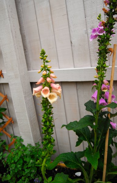 digitalis-carnation.jpg