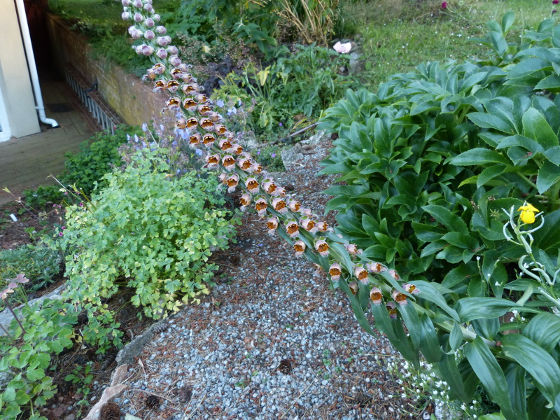 Digitalis ferruginea 1.JPG