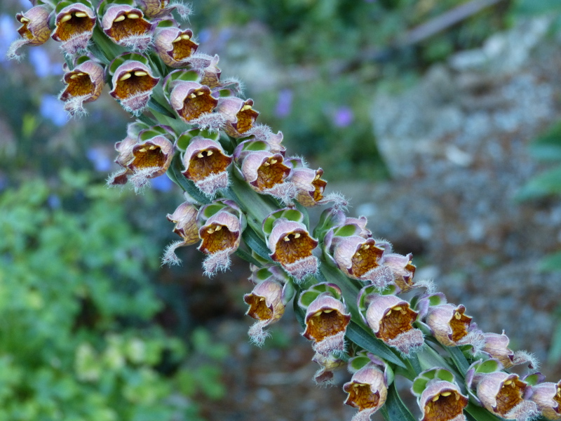 Digitalis ferruginea 2.JPG