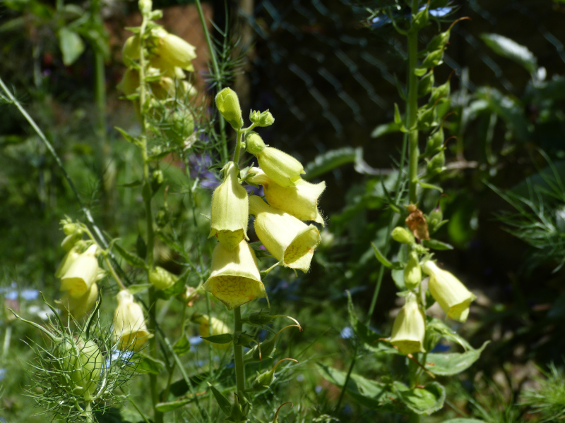 Digitalis grandiflora.JPG