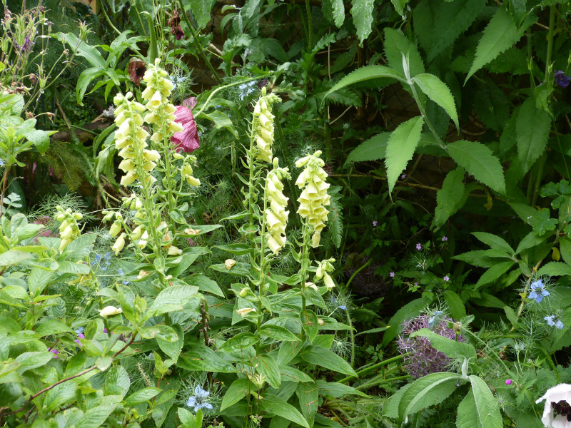 Digitalis lutea.JPG