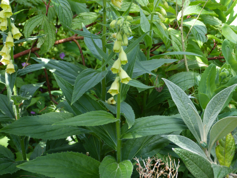 Digitalis lutea .JPG