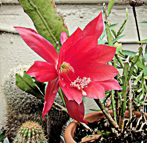 Disocactus ackermannii.JPG