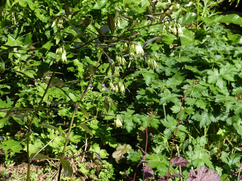 Disporum longistylum Night Heron.JPG