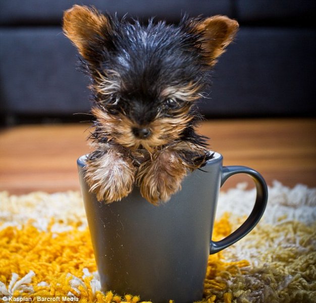 dog in cup.jpg