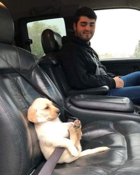 Dog in Seatbelt.jpg