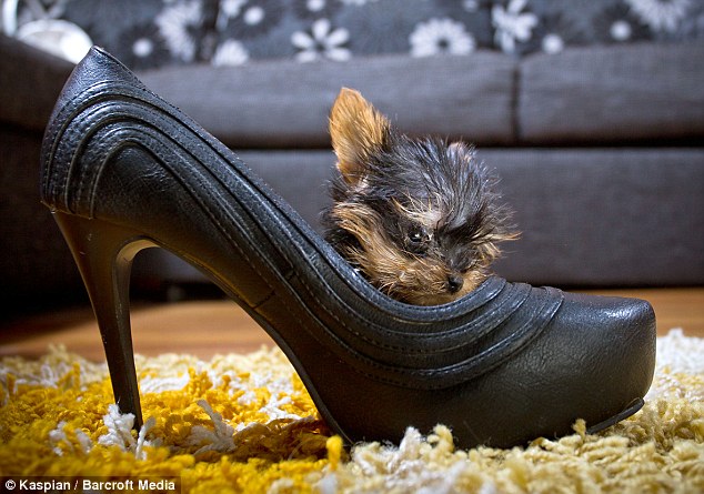 dog in shoe.jpg