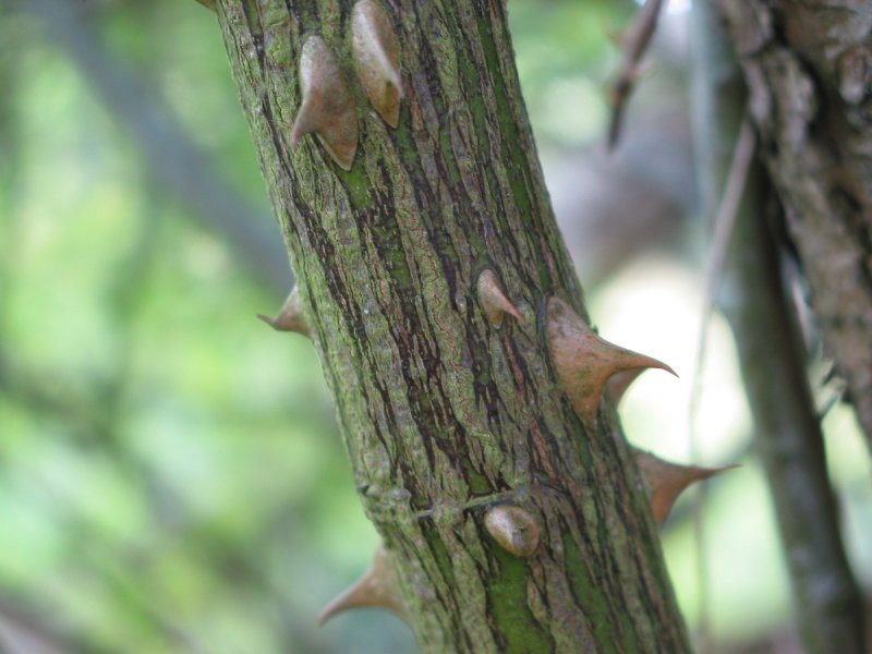 dog-rose-stem.jpg