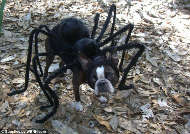 dog spider.jpg