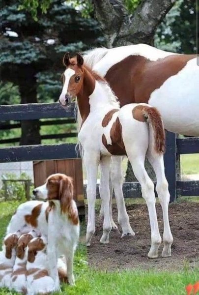 Dogs Horses.jpg