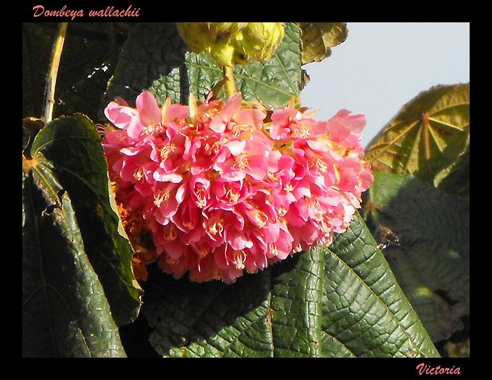 Dombeya wallachii Flower Luz 21 Feb 11.JPG