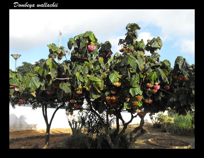 Dombeya wallachii Luz 21 Feb 11.JPG