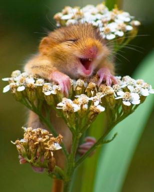 dormouse.jpg