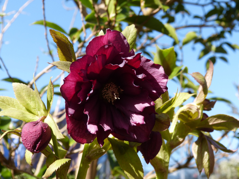 Double Dark Hellebore.JPG