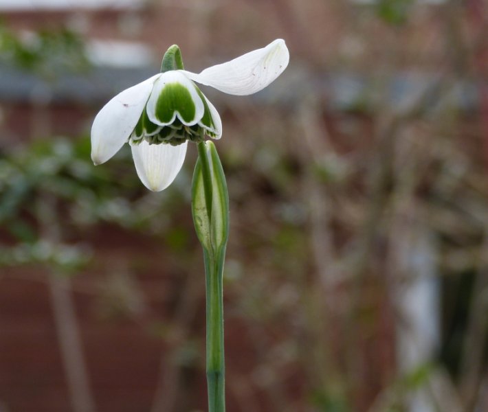 Double Galanthus nivalis Dionysus.JPG