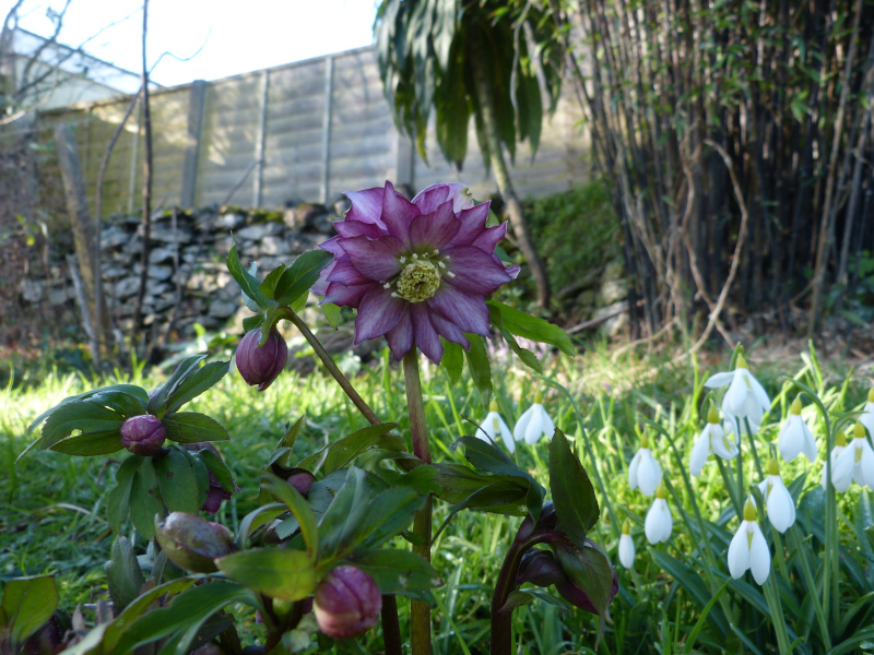 Double Hellebore.JPG