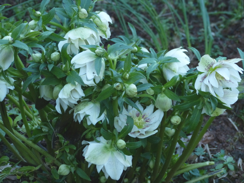 Double Hellebore.JPG